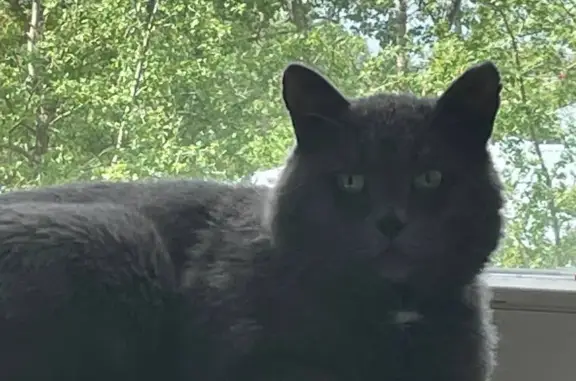 Кошки потеряшки, Киров, фото: Потеряшка кошка на Октябрьском проспекте 11