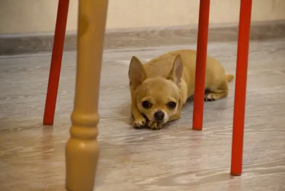 Потерянные животные Омск, фото: Пропала собака в Омске: Чихуахуа Кора, ул. Багратиона, 21В