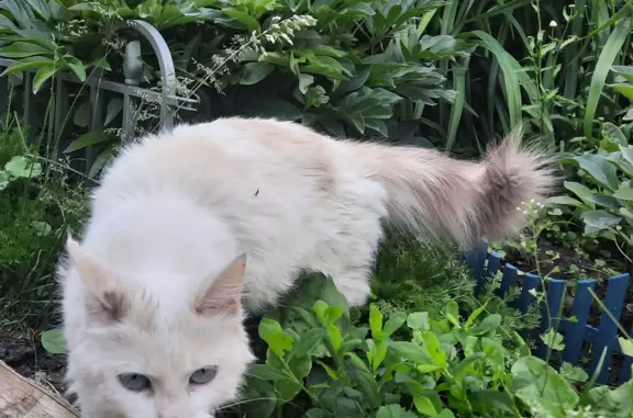 Найдена бело-коричневая кошка на ул. Терновского, 220