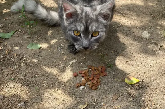Найдена ласковая кошка на Ардатовской улице, 1