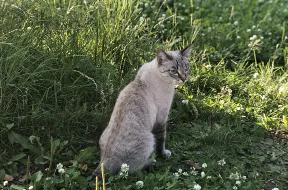 Пропала кошка на ул. Ленина, 85 в Усолье-Сибирском