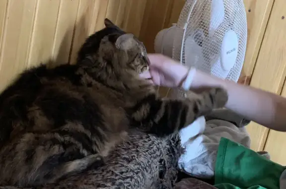 Собаки потеряшки, , фото: Потеряшка собака Кузя на Ангарской, 37