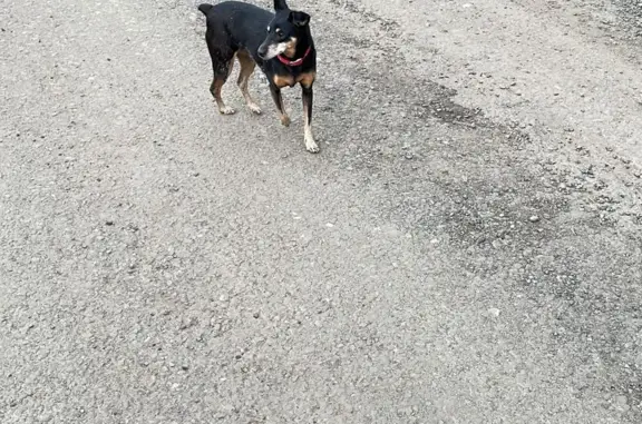 Ласковая собака на Лесной улице