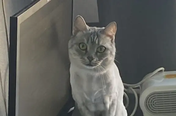 Пропала британская кошка в Новом Уренгое