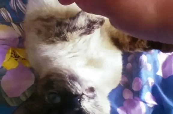 Пропала кошка Гафчик в Кировской области