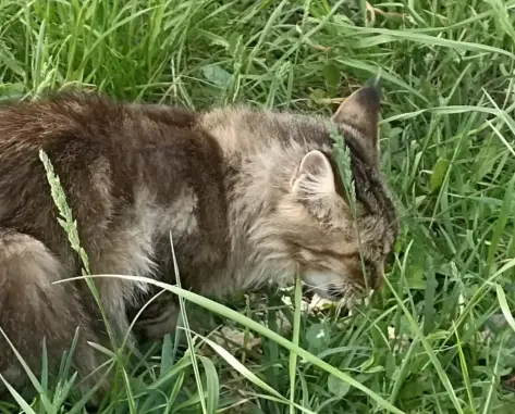 Найдена кошка породы мейн-кун на Восточной улице, Чебоксары.