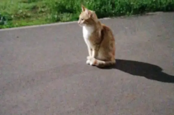 Пропала кошка с улицы Чернышевского, 167Г, Чистополь