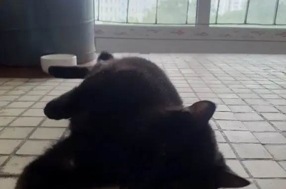Найден черный кот с ошейником в Ташкентском переулке, Москва