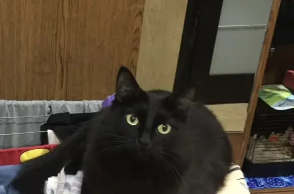 Кошки потеряшки, Киров, фото: Потеряшка кошка на Октябрьской, 14А