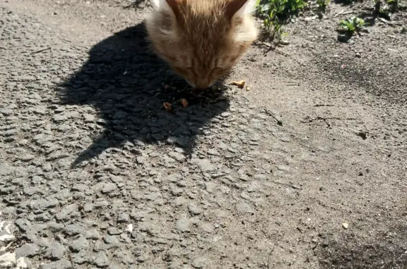 Найден рыжий ручной кот в Набережных Челнах