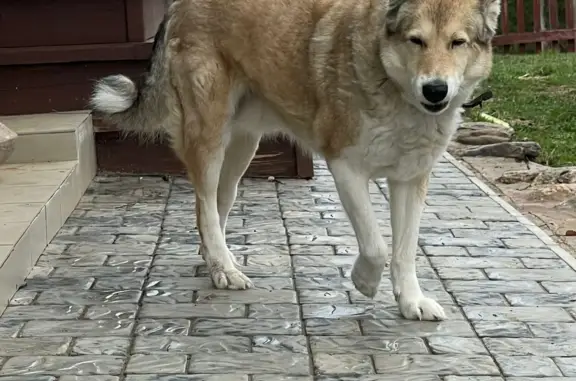 Пропала собака Лайка в Байдарово