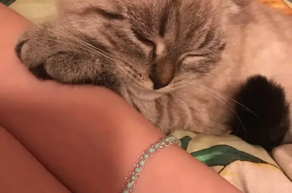 Объявления о пропавших и найденных животных, Курган, фото: Пропала кошка на Станционной улице, 31 в Кургане