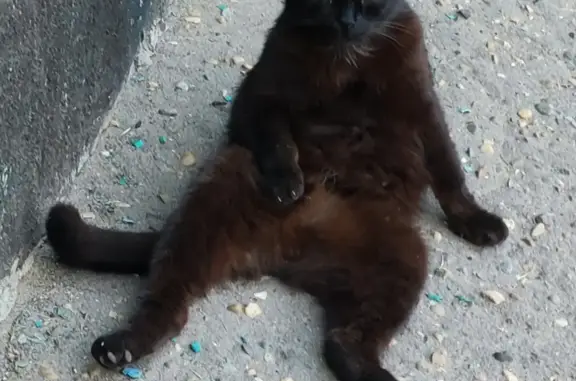 Пропала кошка на улице Ильича, 12 в Тихорецке