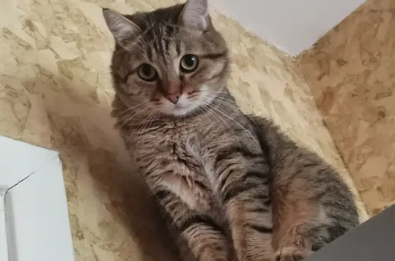 Кошки потеряшки, Орёл, фото: Потеряшка кошка на 5-й Орловской Стрелковой Дивизии, 12