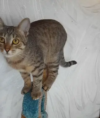 Пропала кошка на Мамлеева, 5 в Череповце