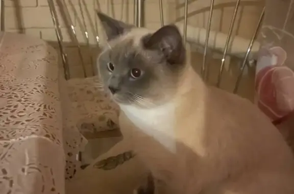 Потерянные животные Тамбов, фото: Пропала кошка на Державинской ул., Тамбов