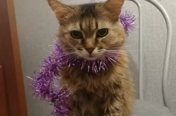 Кошки потеряшки, Набережные Челны, фото: Потеряшка кошка в Набережных Челнах 20/07