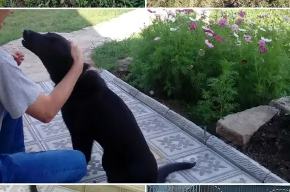Пропала собака Чёрного окраса в Бехтерево, Татарстан