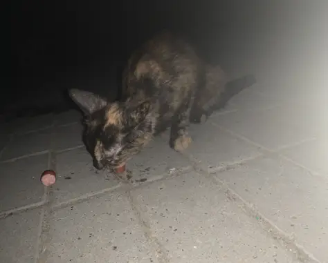 Найдена худая кошка на Сибирской улице в Томске