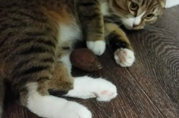 Кошки потеряшки, Новосибирск, фото: Потеряшка кошка на Комсомольской, домашняя, серо-белая, 33