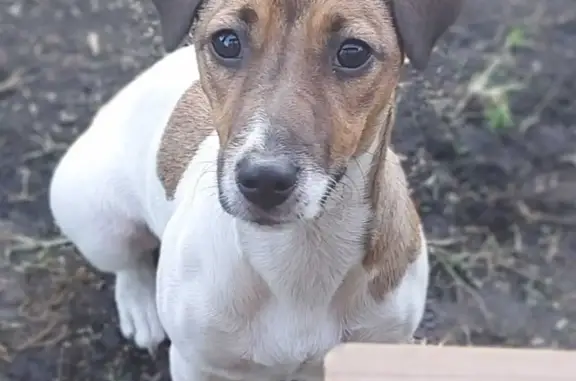 Пропала собака в Новосельцевском поселении, Томская область