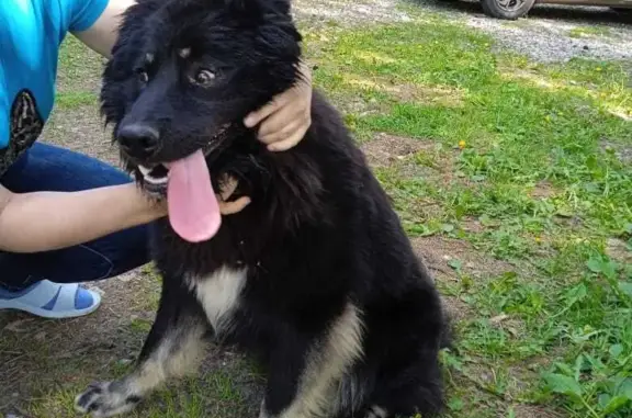 Найдена собака Мальчик в деревне Валищево, Московская область