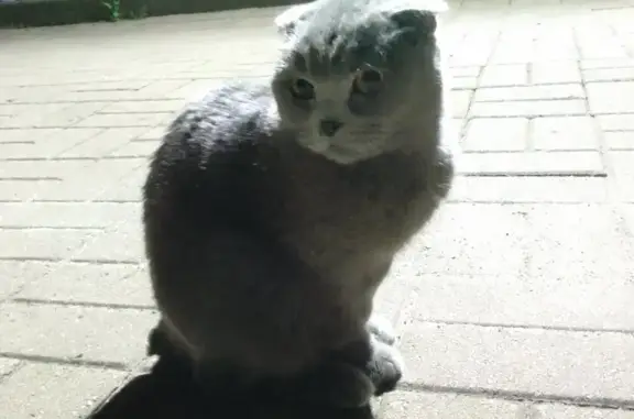 Найдена кошка на ул. Цимлянская 3А