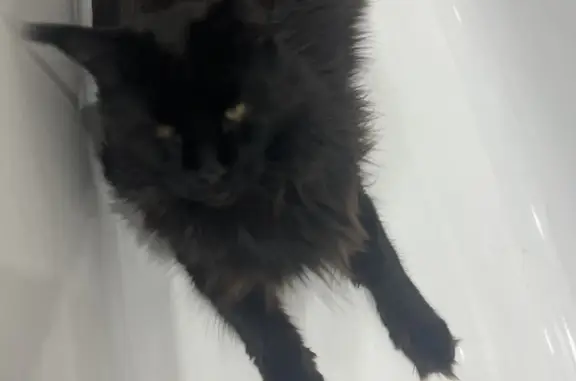 Пропал кот в Заречной, черный с белым пятном, 89618704918