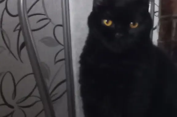 Пропала кошка на Ломоносова, 41 в Сланцах