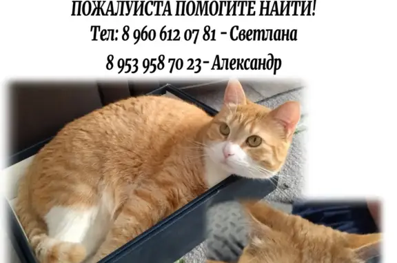 Пропала кошка на улице Ленина, 40А, Щёкино