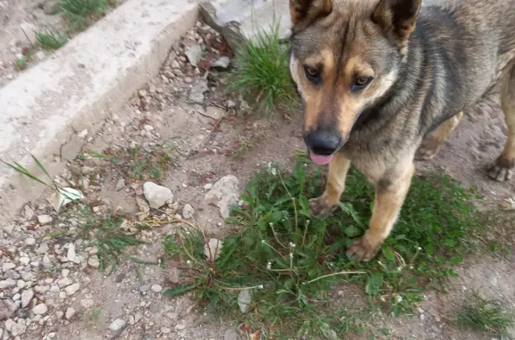 Найдена собака в Печорском районе Псковской области