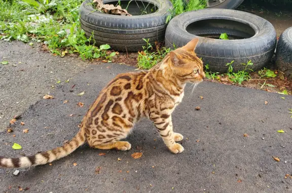 Найдена кошка на ул. Гагарина, Краснодар