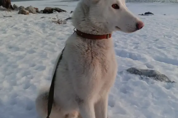 Пропала собака Лайка на улице Гоголя, Новосибирск