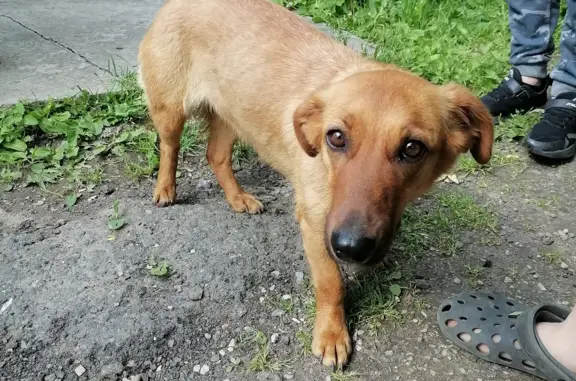 Найдена собака в Чеховском районе на Почтовой улице, ищет дом.
