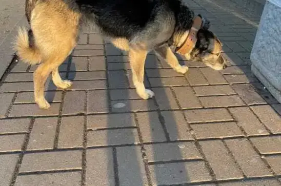 Пропала собака на ул. Ленина, Крутой Лог