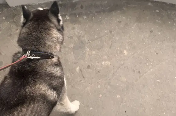 Найдена собака Хаски на Киевском шоссе, Московский поселок