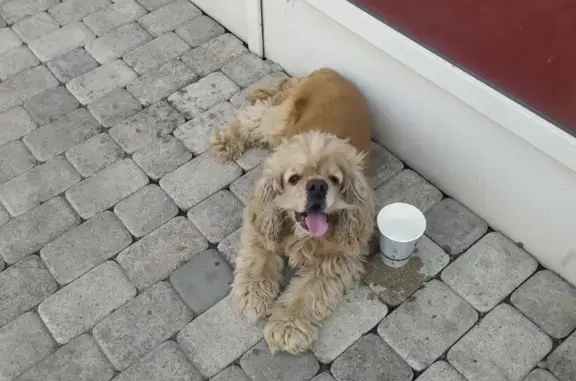 Собака-кокер найдена на улице Маерчака, 111Б