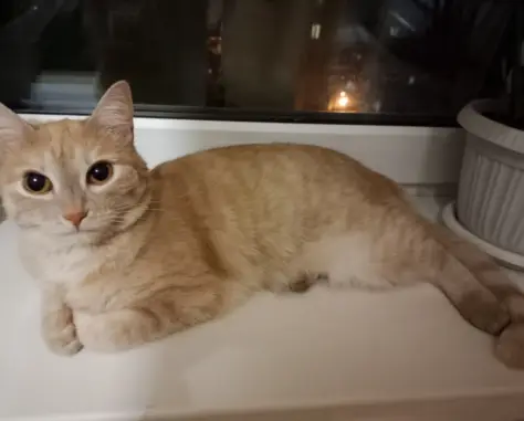 Найдена рыжая кошка (Екатеринбург, Дорожная)