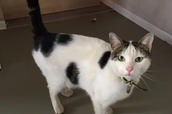 Кошки потеряшки, Санкт-Петербург, фото: Потеряшка кошка Кот, ул. Пограничника Гарькавого, 35 к1, СПб.