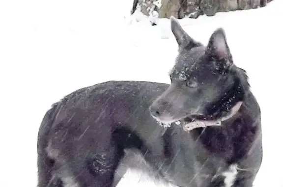 Пропала собака в Пермском крае