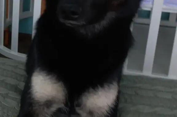 Пропала собака МИЛА в районе Якоби, Иркутск