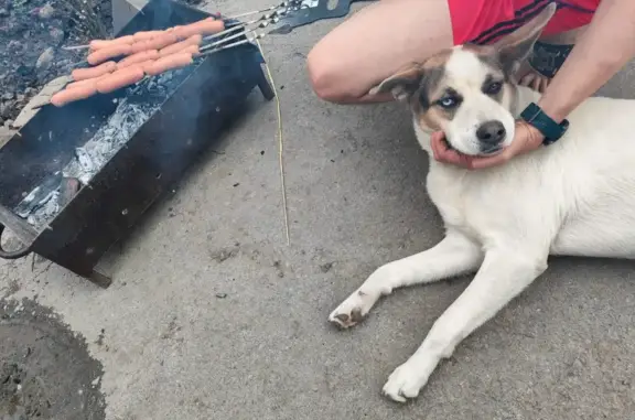 Пропала собака в Таганроге, помесь с хаски, кличка Джесси!