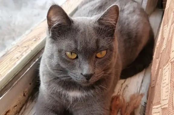 Пропала кошка Оскар на ул. Красного Восстания, Чита