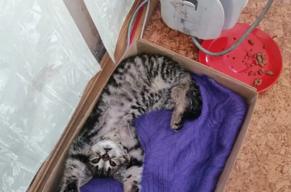 Найдена домашняя кошка на Оружейной, 26 в Туле