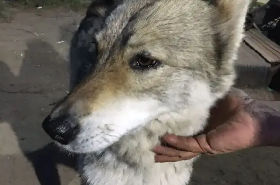 Найдена добрая собака в Снт зима-весна, Нагорное, Владимирская область
