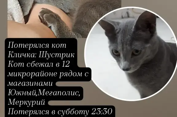 Пропал кот Шустрик в Южно-Сахалинске, 12 микрорайон, без ошейника