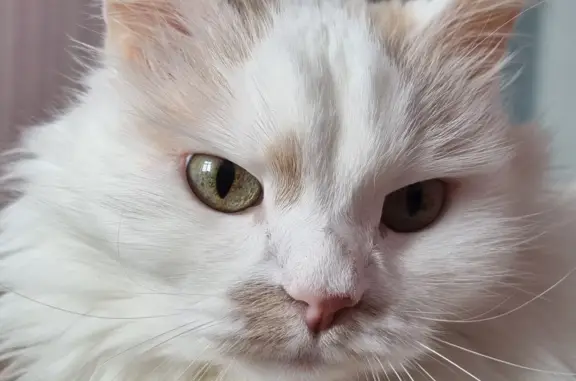 Пропала бело-рыжая кошка на ул. Центральная, 75а в Нижнекамске