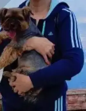 Пропала собака Ева в деревне Бучково, Владимирская область