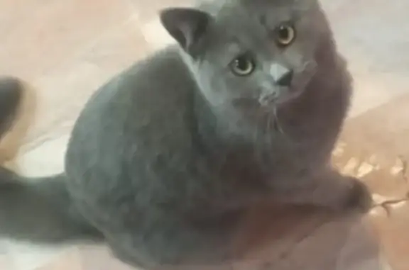 Пропала кошка Кузя в Краснодарском крае