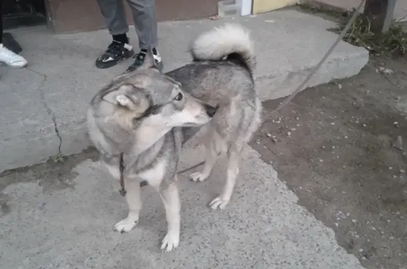 Пропала собака Лайка на Сортавальской улице, 7 в Петрозаводске